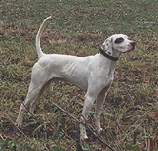 Southern Illinois Bird Hunters Club