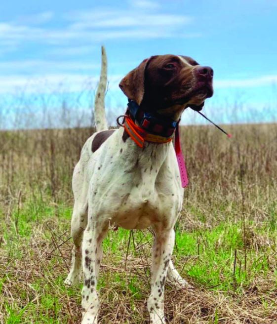 Bo of Piney Woods, Runner-Up in the Southern New England Woodcock Championship