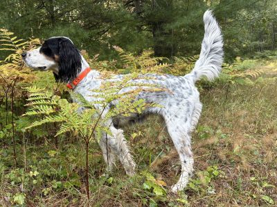 Springpond Rockin SidneyF25