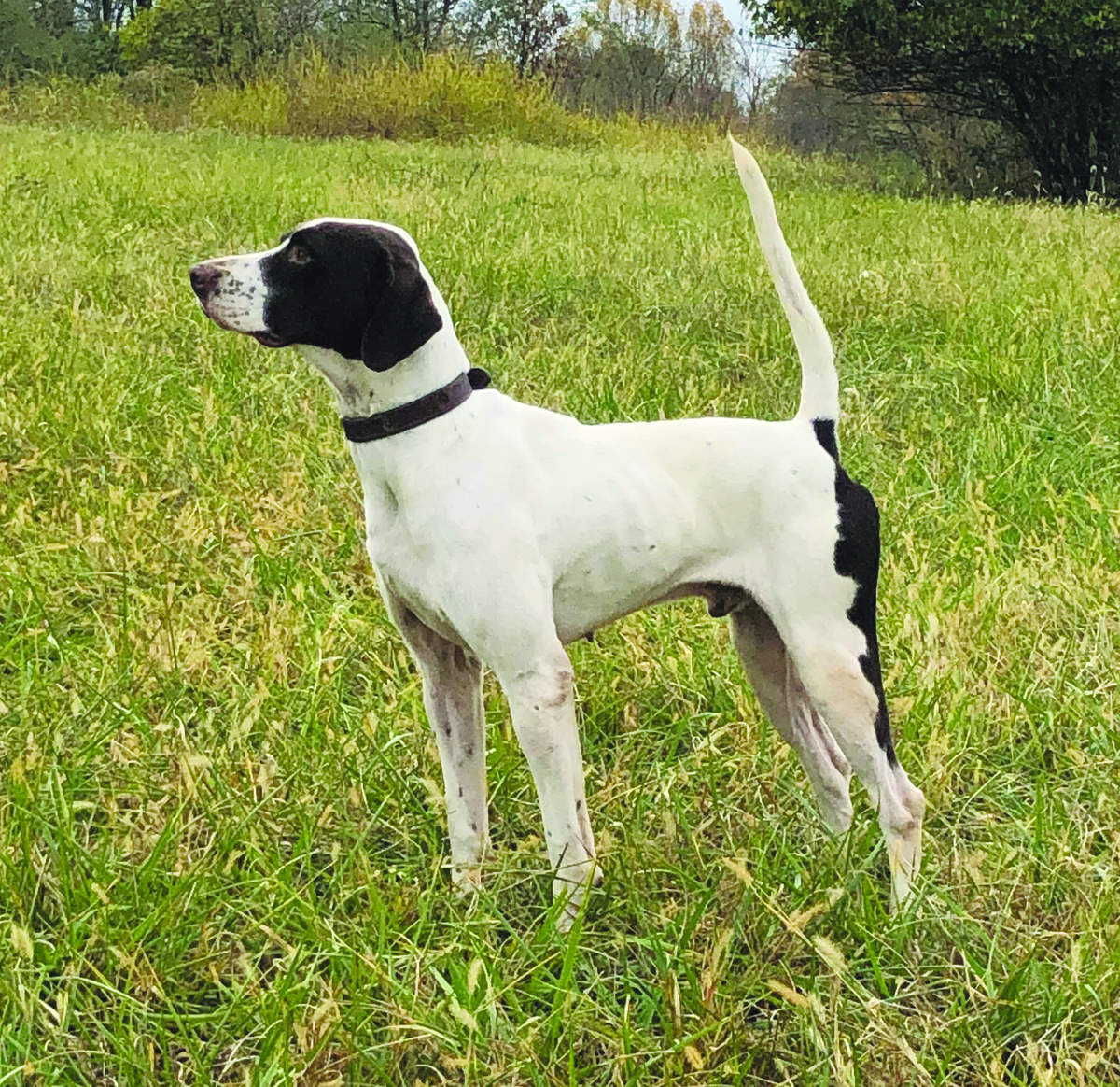 Bronco Bully, Second in the Open All-Age Stake