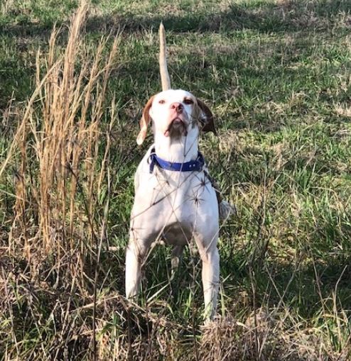 Pack'in A Punch, First in the Amateur Shooting Dog Stake