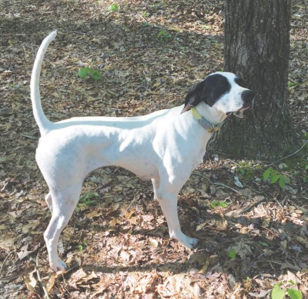 Belle Star, Second in the Open Shooting Dog Stake