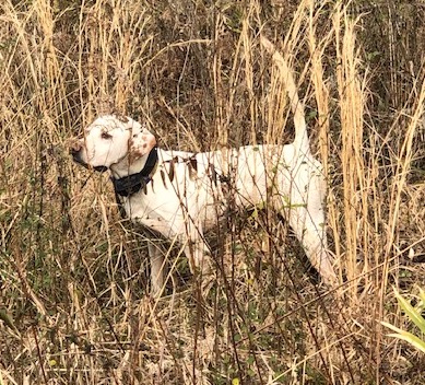 Touch's High Hopes, First in the Open Shooting Dog Stake