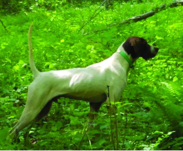 Double Deuce Zeke, Winner of the U.S. Complete Mid-Atlantic Shooting Dog Championship