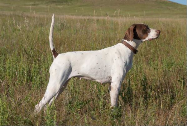 Westark Long Star and Fleetwood Shooting Dog Classics