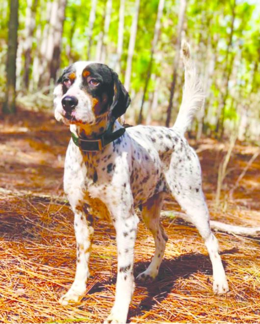 Miss Penn Star, First in the Dave Fletcher Open Walking Shooting Dog Classic