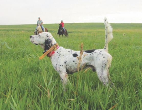 Dun Rovens Drifter, Second in the Dave Fletcher Open Walking Shooting Dog Classic