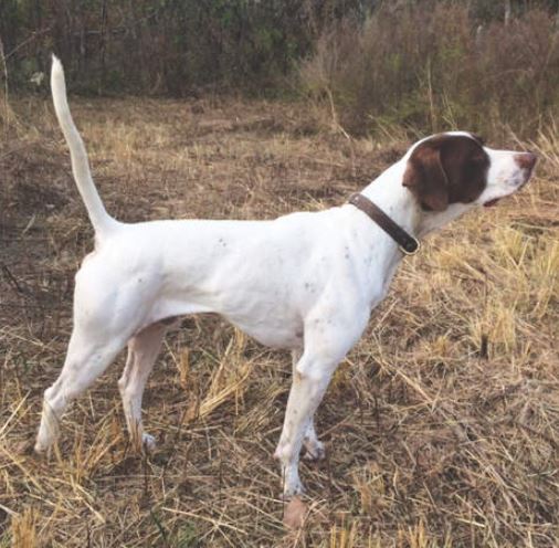 Game On, First in the Amateur Shooting Dog Stake