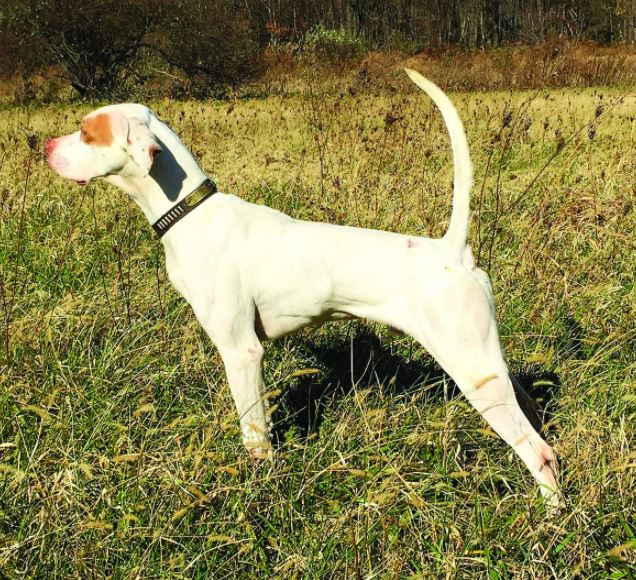 Fluid Drive, Second in the Gerald Tracy Memorial Amateur Shooting Dog Stake